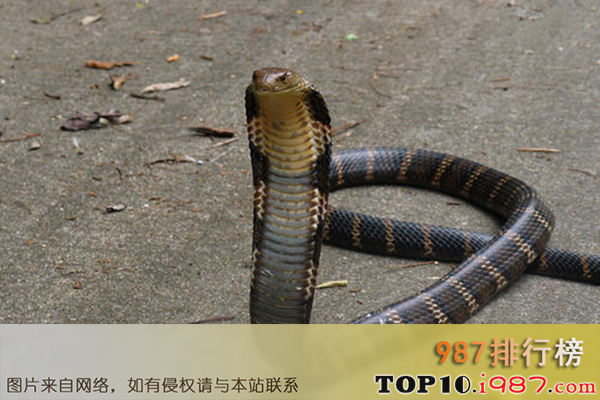 十大世界最美的蛇之眼镜王蛇