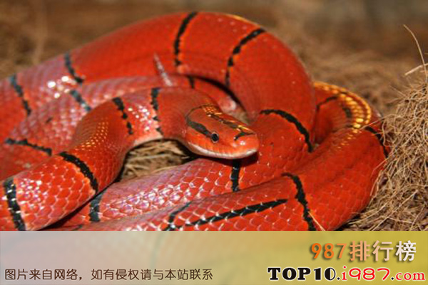 十大世界最美的蛇之紫灰锦蛇