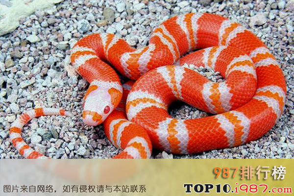 十大世界最美的蛇之奶蛇