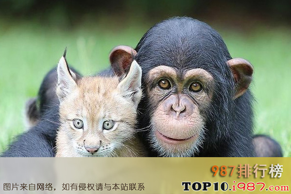 十大世界高智商动物之黑猩猩