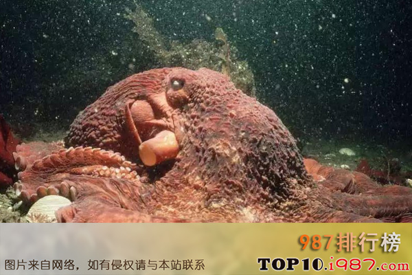 十大世界高智商动物之北太平洋大章鱼