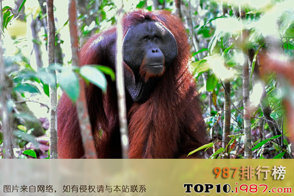十大世界高智商动物之红毛猩猩