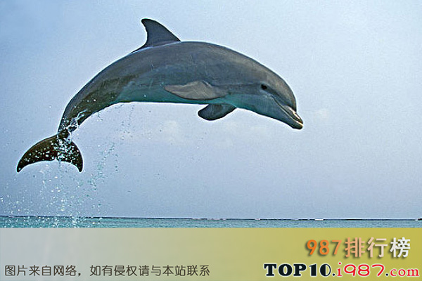十大世界高智商动物之宽吻海豚