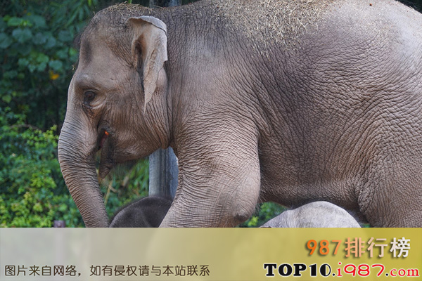 十大世界高智商动物之亚洲象