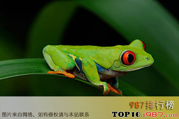 十大世界宠物蛙之红眼树蛙