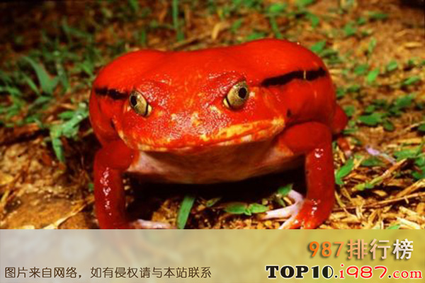 十大世界宠物蛙之番茄蛙