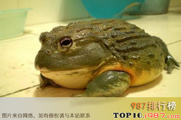 十大世界宠物蛙之非洲牛蛙
