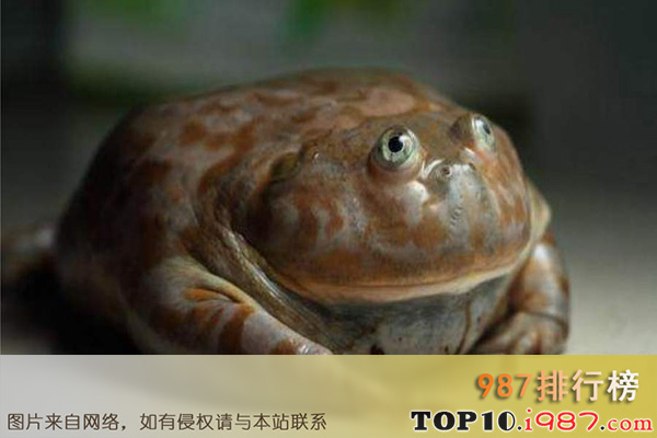 十大世界宠物蛙之小丑蛙