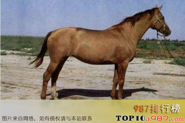 十大世界重型马之阿尔登马