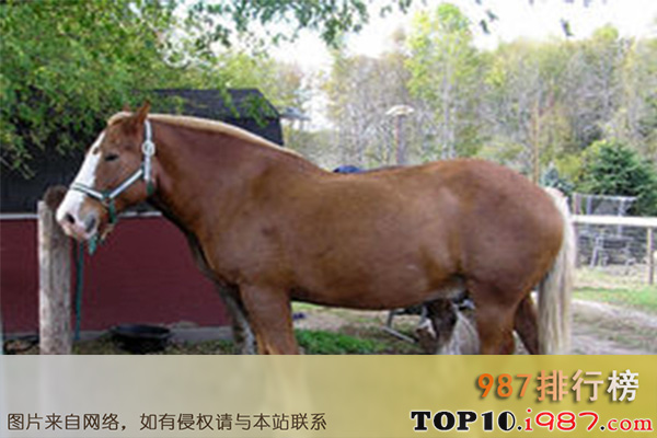 十大世界重型马之夫拉吉米尔重型马
