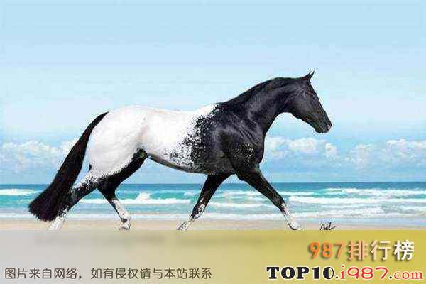 十大世界重型马之贝尔修伦马