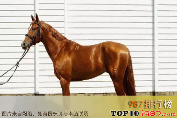 十大世界重型马之俄罗斯重型马