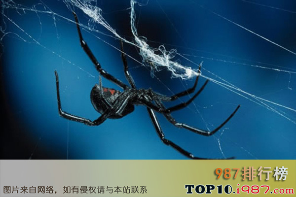 十大世界最可怕宠物之黑寡妇蜘蛛