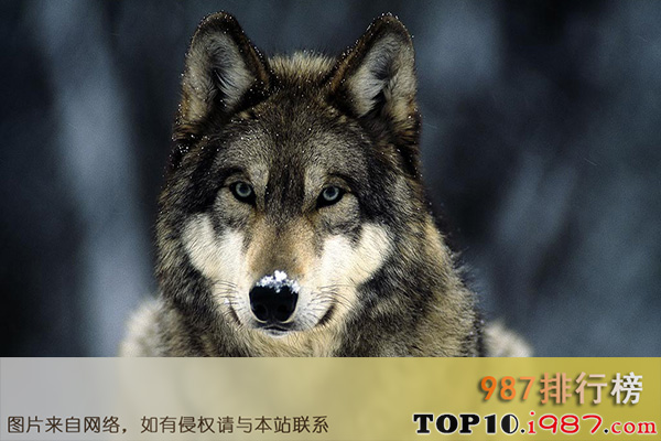 十大世界最可怕宠物之狼