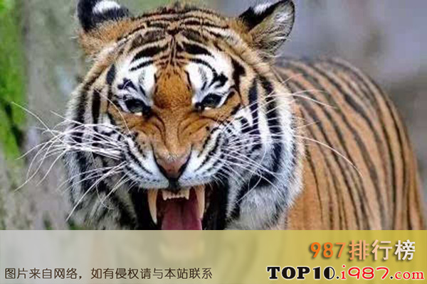 十大世界最可怕宠物之孟加拉虎