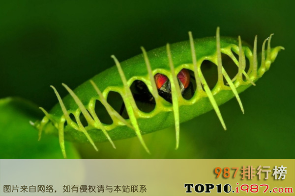 十大世界最奇特植物之捕蝇草