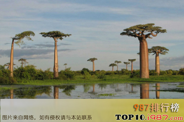 十大世界最奇特植物之猴面包树