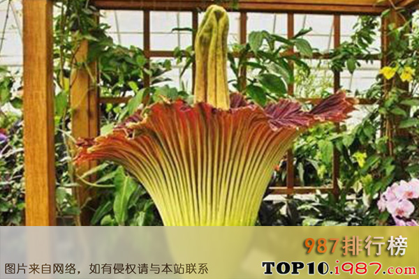 十大世界最奇特植物之巨花魔芋