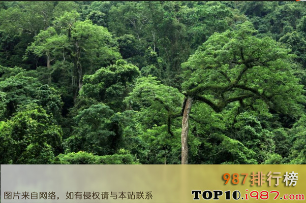 十大最美自然保护区之西双版纳热带雨林自然保护区