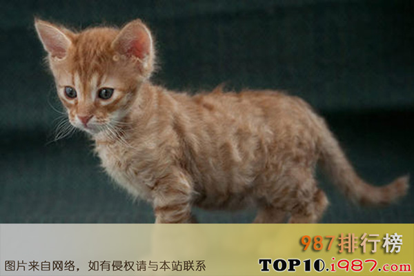 十大世界最不掉毛的猫之拉邦猫