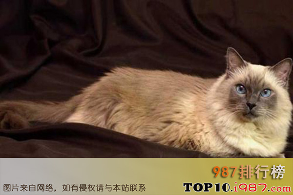 十大世界最不掉毛的猫之巴厘猫