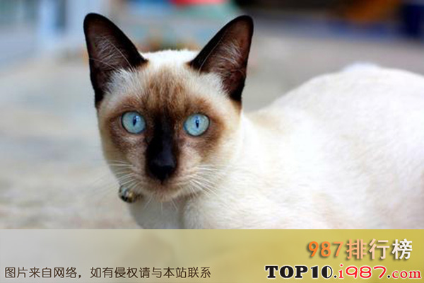 十大世界最不掉毛的猫之暹罗猫