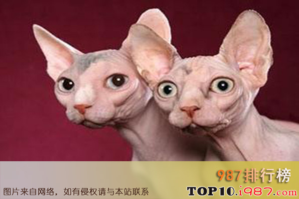 十大世界最不掉毛的猫之斯芬克斯猫