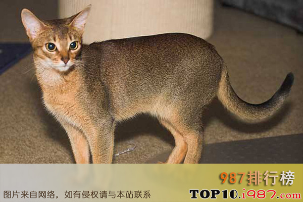 十大世界最不掉毛的猫之阿比西尼亚猫