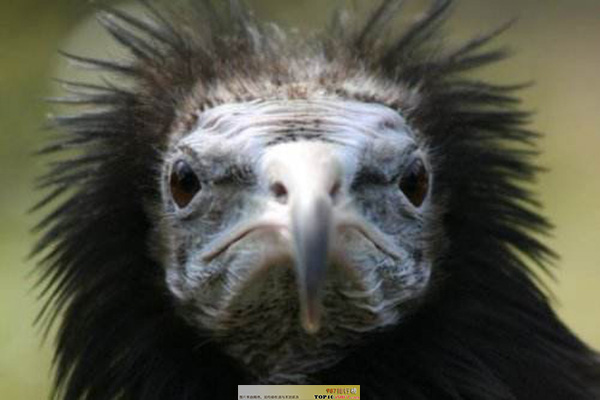 十大世界最奇特的鸟之加州秃鹰