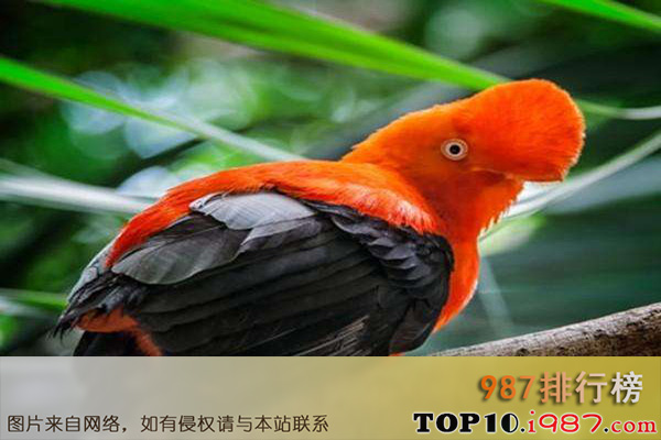 十大世界最奇特的鸟之安第斯动冠伞鸟