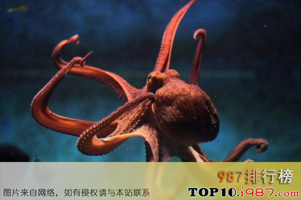 十大世界最聪明的动物之章鱼