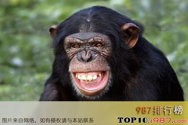 十大世界最聪明的动物之黑猩猩