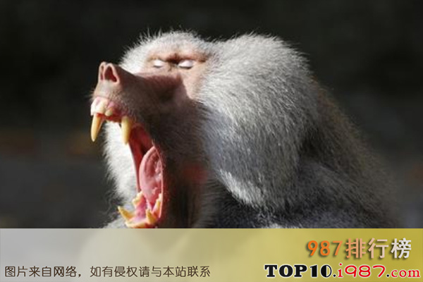 十大世界最聪明的动物之狒狒