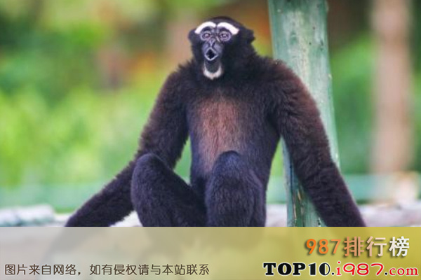 十大世界最聪明的动物之长臂猿