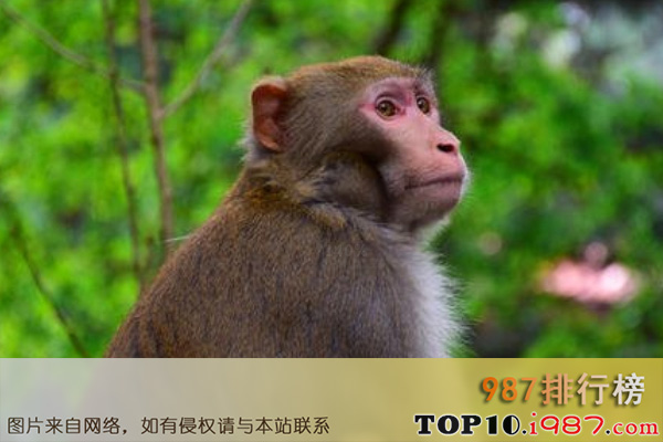 十大世界最聪明的动物之猴子