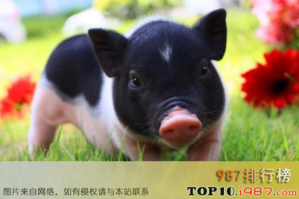 十大世界最聪明的动物之猪