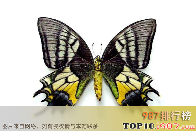 十大珍稀昆虫之金斑缘凤蝶