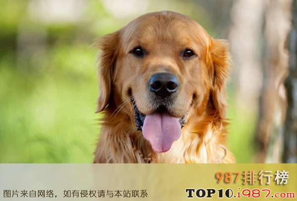 全球十大人气犬种排行榜之金毛