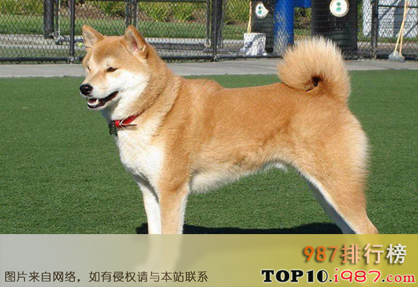 全球十大忠犬排行榜之秋田犬