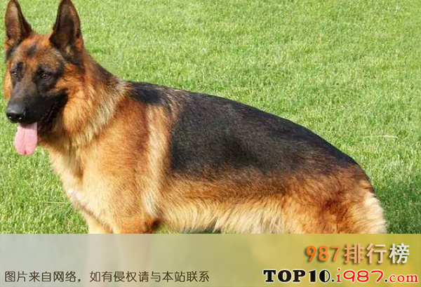 全球十大忠犬排行榜之德国牧羊犬