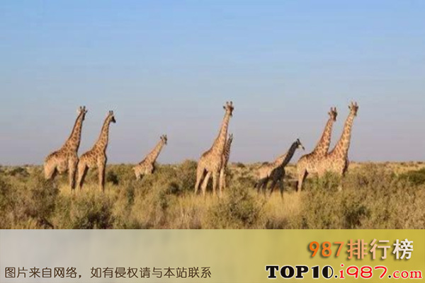 十大世界最佳动物园之坎戈野生动物园