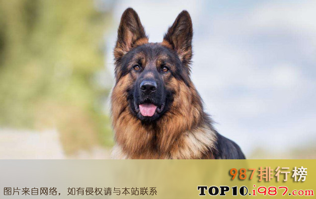 十大搜救犬品种之德国牧羊犬