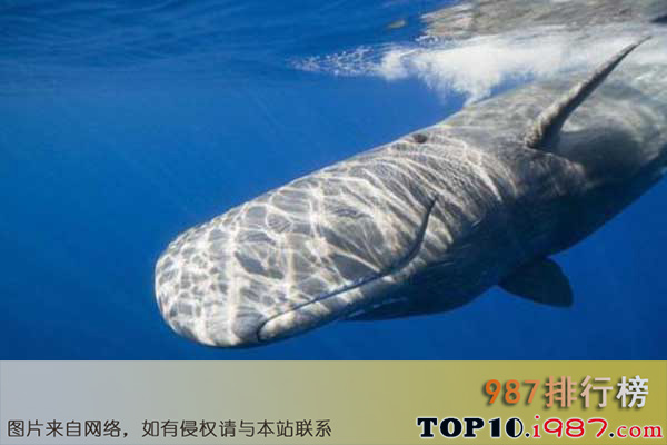 十大世界上嗓门最高的动物之抹香鲸