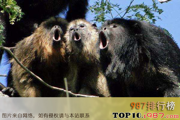 十大世界上嗓门最高的动物之吼猴