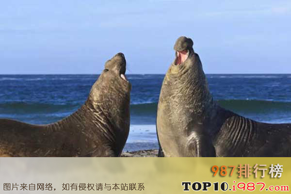 十大世界上嗓门最高的动物之北象海豹