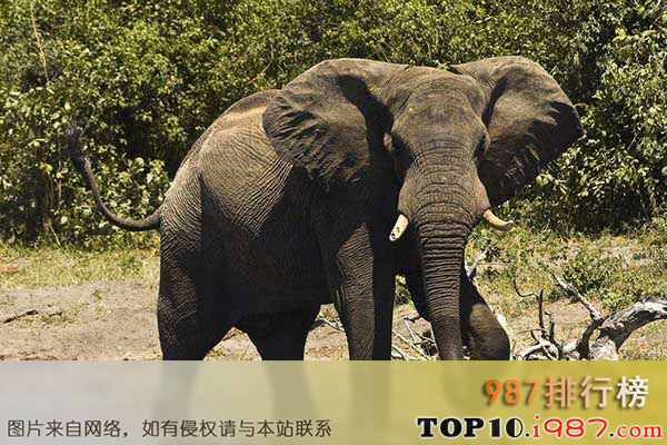 十大世界上嗓门最高的动物之非洲象