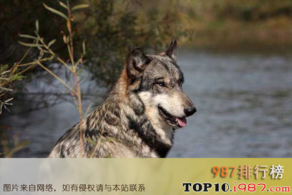 十大世界上嗓门最高的动物之灰狼