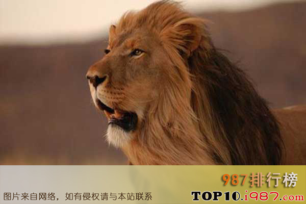 世界上十大嗓门最高的动物之狮子