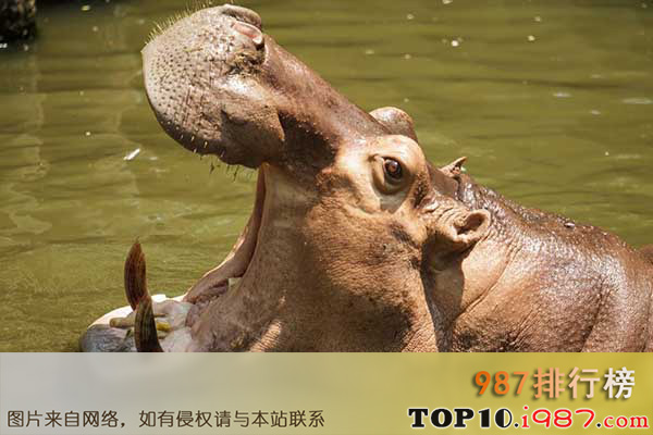 世界上十大嗓门最高的动物之河马