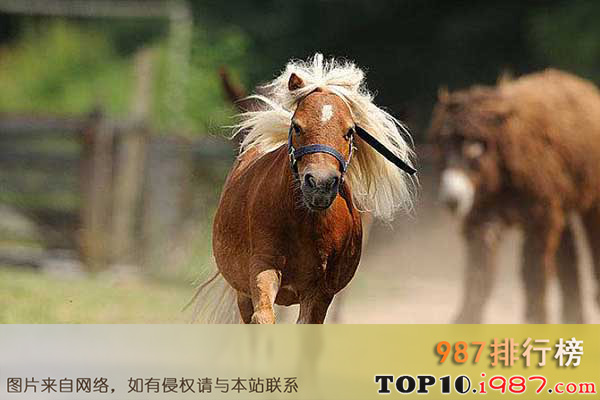 十大世界最贵的马之设得兰矮种马